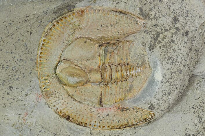 Fossil Trilobite (Declivolithus) With Pos/Neg - Morocco #128781